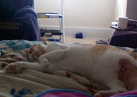 Photo 511max.jpg
